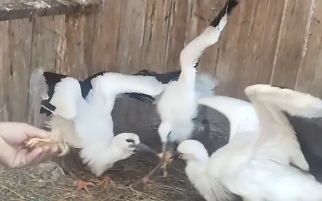 VIDEO: Život čápat z Moravského Berouna visel na vlásku. Ptačí sirotci už baští kvanta kuřat a myší