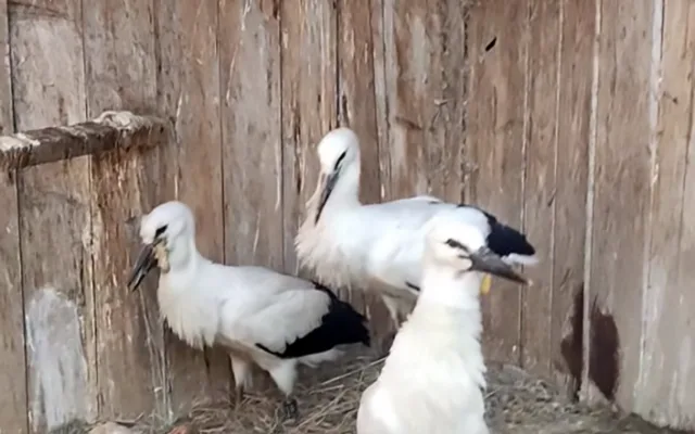 VIDEO: Život čápat z Moravského Berouna visel na vlásku. Ptačí sirotci už baští kvanta kuřat a myší