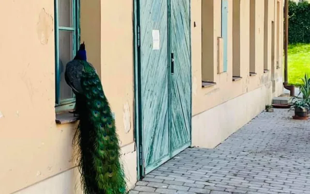 Hanácká ambasáda na zámku v Čechách pod Kosířem končí. Pokračování je ve hvězdách