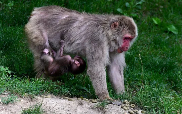 Tlupa se rozrostla. Olomoucká zoo přivítala pět nových makaků