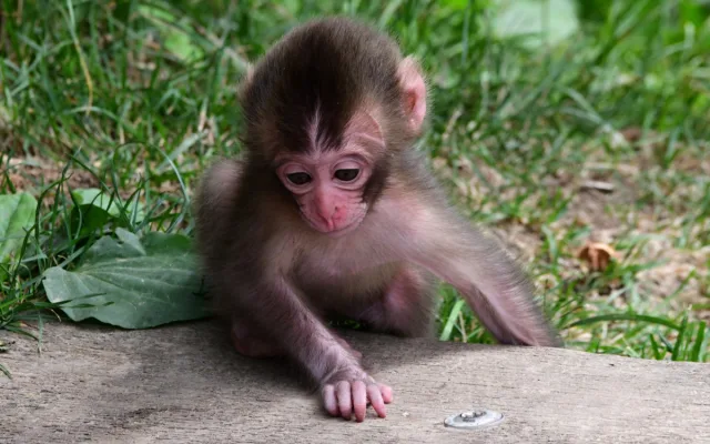 Tlupa se rozrostla. Olomoucká zoo přivítala pět nových makaků