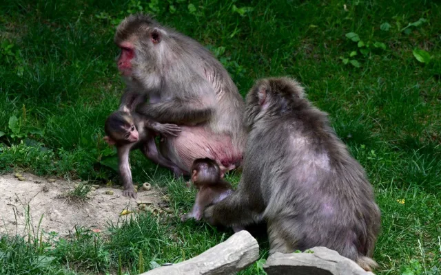 Tlupa se rozrostla. Olomoucká zoo přivítala pět nových makaků