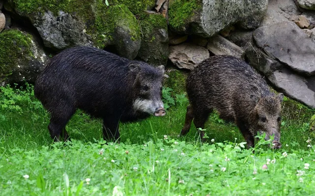 Pekari bělobradý na Svatém Kopečku. Zoo Olomouc chová nový vzácný druh