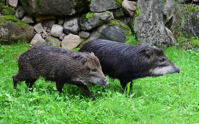Pekari bělobradý na Svatém Kopečku. Zoo Olomouc chová nový vzácný druh