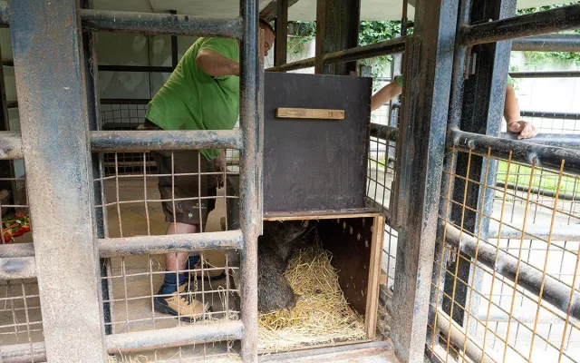 Pekari bělobradý na Svatém Kopečku. Zoo Olomouc chová nový vzácný druh