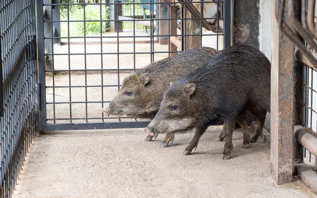 Pekari bělobradý na Svatém Kopečku. Zoo Olomouc chová nový vzácný druh