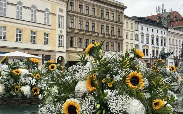 U želv plují květinové kruhy. Arionova kašna v Olomouci ožila atraktivní úpravou