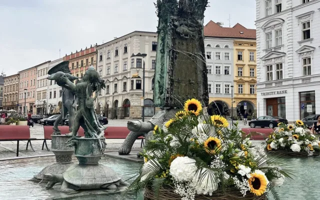 U želv plují květinové kruhy. Arionova kašna v Olomouci ožila atraktivní úpravou