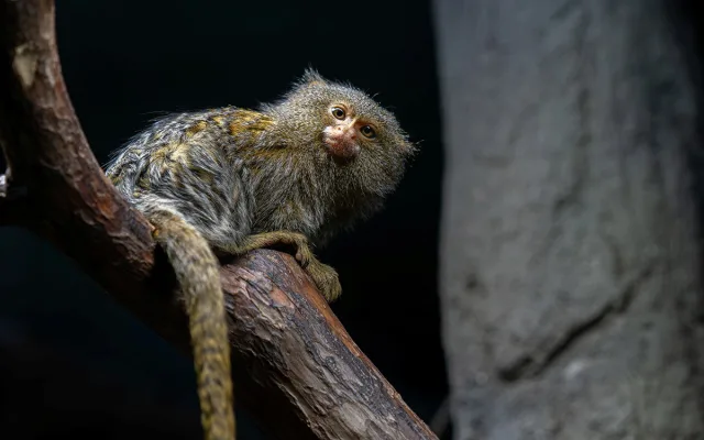 Nejmenší opice světa na Svatém Kopečku: Zoo Olomouc získala pár kosmanů zakrslých východních