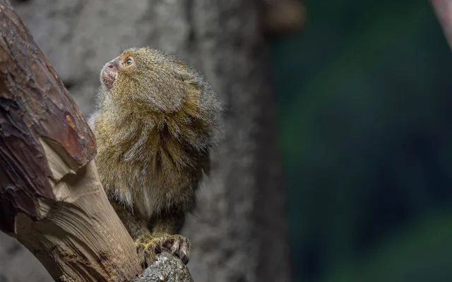 Nejmenší opice světa na Svatém Kopečku: Zoo Olomouc získala pár kosmanů zakrslých východních