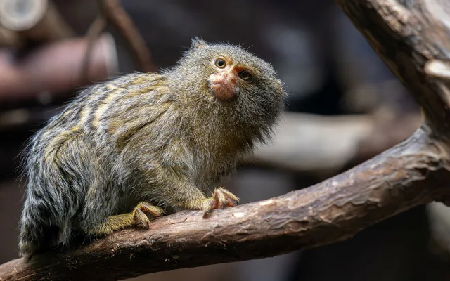 Nejmenší opice světa na Svatém Kopečku: Zoo Olomouc získala pár kosmanů zakrslých východních