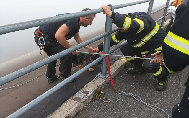 Německý ovčák vběhl v mlze do nádrže elektrárny Dlouhé stráně, prudký svah ho uvěznil