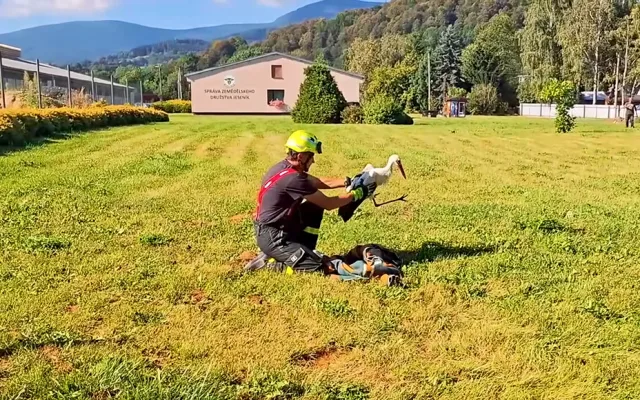 VIDEO: Mladý čáp spadl v Jeseníku do zemědělské jímky. Do desetimetrové hloubky se vydali hasiči