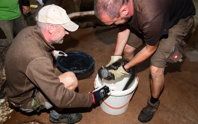 Nový binturong v olomoucké zoo. Ošetřovatelé se k mláděti dostali až po několika týdnech