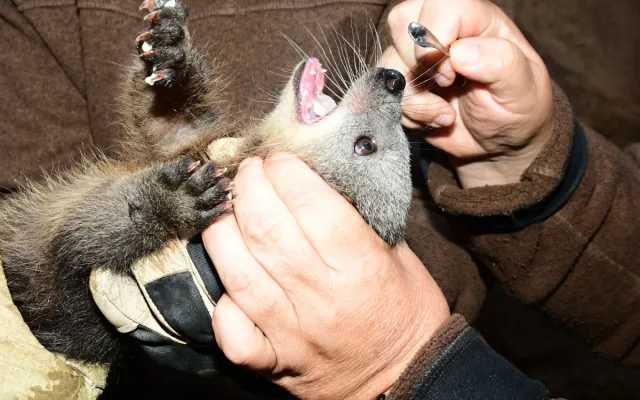 Nový binturong v olomoucké zoo. Ošetřovatelé se k mláděti dostali až po několika týdnech