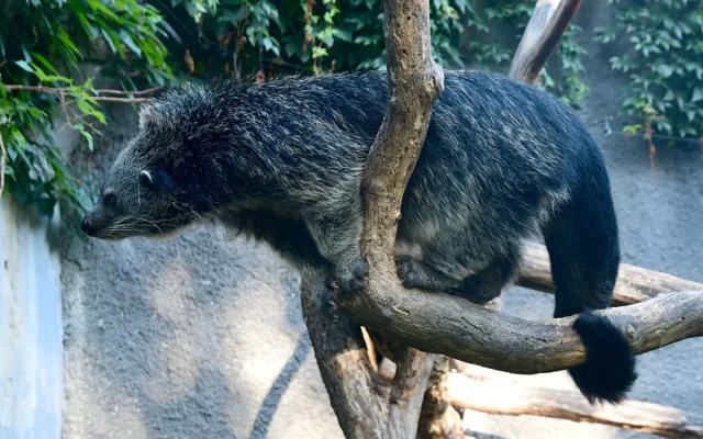 Nový binturong v olomoucké zoo. Ošetřovatelé se k mláděti dostali až po několika týdnech