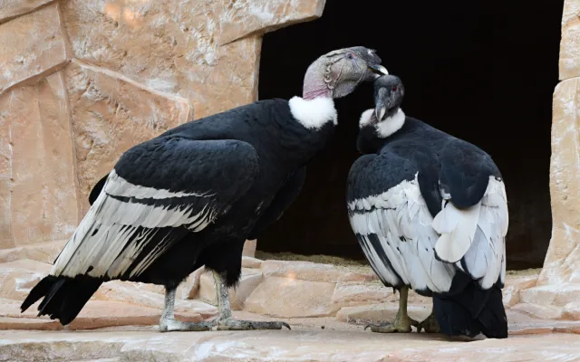 Největší dravci světa v olomoucké zoo. Kondoři mají novou voliéru
