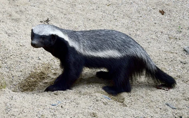 Nebojácné šelmy na Svatém Kopečku. V Zoo Olomouc přišla na svět medojedí dvojčata