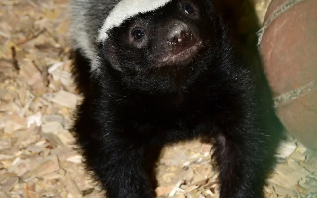 Nebojácné šelmy na Svatém Kopečku. V Zoo Olomouc přišla na svět medojedí dvojčata