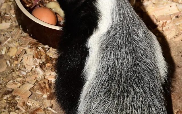 Nebojácné šelmy na Svatém Kopečku. V Zoo Olomouc přišla na svět medojedí dvojčata