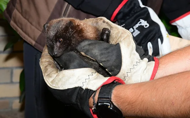 Pětadvacet vzácných kaloňů z olomoucké zoo odcestovalo do Amsterdamu a Curychu