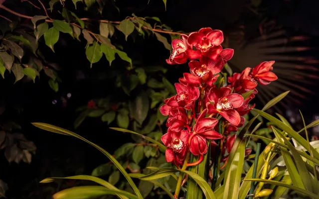 Vzácní papoušci i orchideje. Olomoucké výstaviště nabízí dvě akce plné exotiky