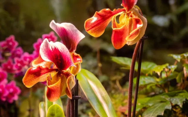 Vzácní papoušci i orchideje. Olomoucké výstaviště nabízí dvě akce plné exotiky