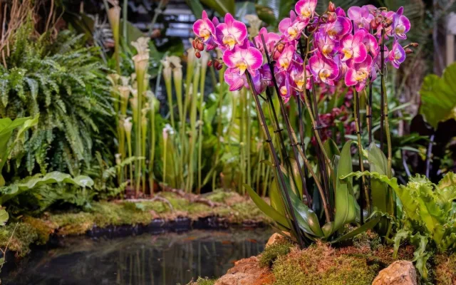 Vzácní papoušci i orchideje. Olomoucké výstaviště nabízí dvě akce plné exotiky