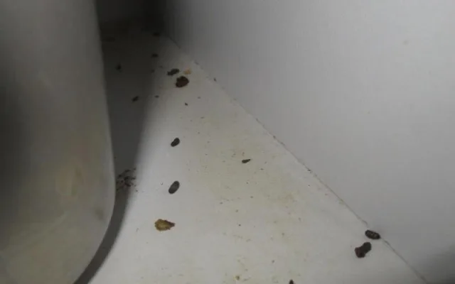 Myši, trus, špína a zbytky na podlaze. Inspekce zavřela rychlé občerstvení v Přerově