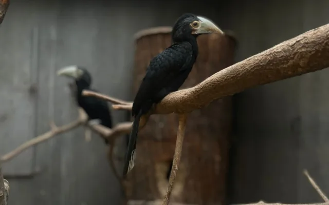 Světový unikát v olomoucké zoo. Na Svatém Kopečku jsou nová mláďata zoborožců