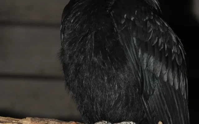 Světový unikát v olomoucké zoo. Na Svatém Kopečku jsou nová mláďata zoborožců
