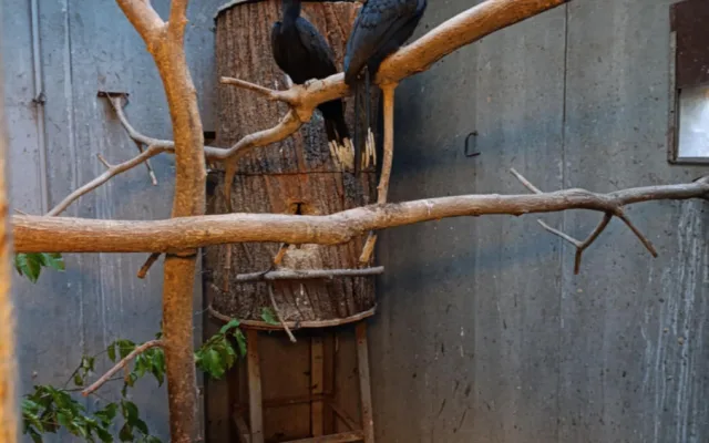Světový unikát v olomoucké zoo. Na Svatém Kopečku jsou nová mláďata zoborožců