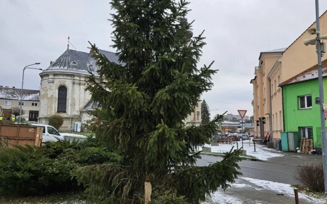 Zbláznili jste se, Tršice se děsily nebezpečného vánočního stromu. Starosta akci stopl