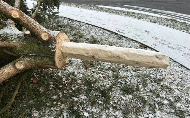 Zbláznili jste se, Tršice se děsily nebezpečného vánočního stromu. Starosta akci stopl