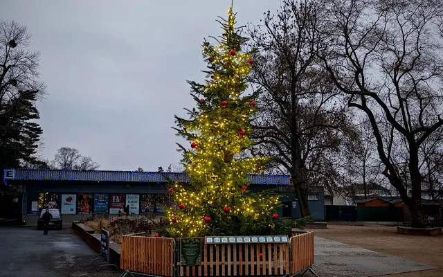 Vánoční strom nazvaný KOKOS na okraji olomouckého parku za pavilonem A Výstaviště Flora