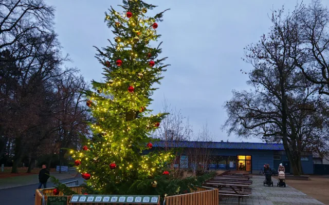 Vánoční strom nazvaný KOKOS na okraji olomouckého parku za pavilonem A Výstaviště Flora