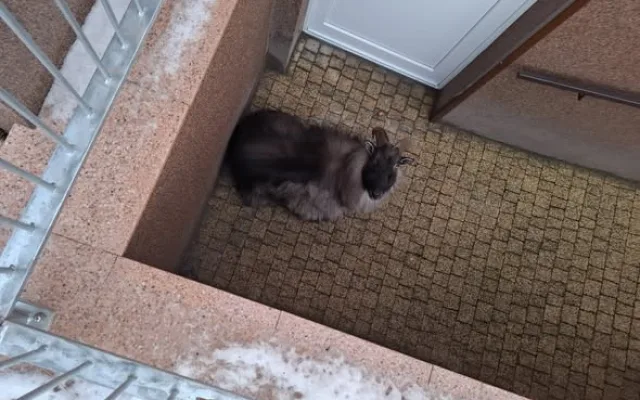 Zaběhnutá exotická koza se týdny toulala po horách. Hasiči ji odchytili až u sklepa v Jeseníku