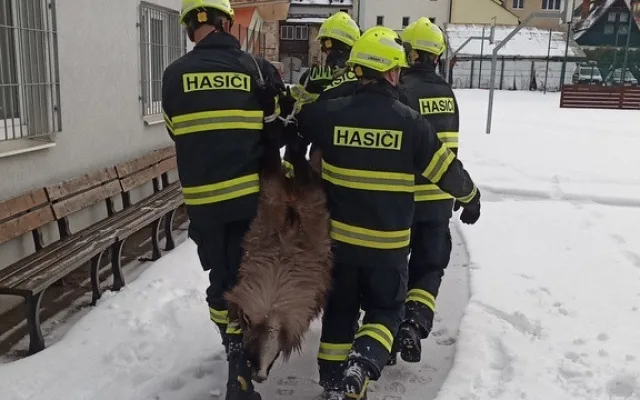 Zaběhnutá exotická koza se týdny toulala po horách. Hasiči ji odchytili až u sklepa v Jeseníku
