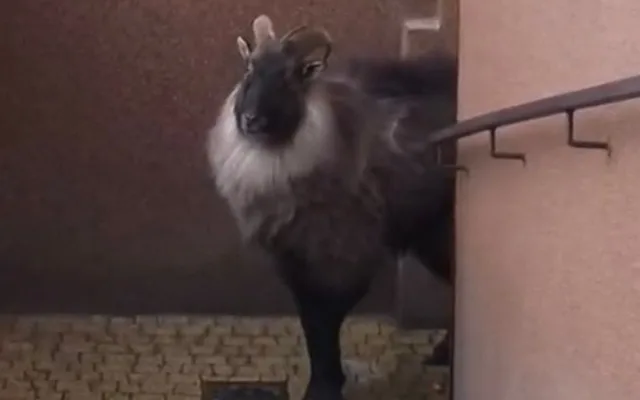 Zaběhnutá exotická koza se týdny toulala po horách. Hasiči ji odchytili až u sklepa v Jeseníku