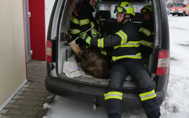 Zaběhnutá exotická koza se týdny toulala po horách. Hasiči ji odchytili až u sklepa v Jeseníku