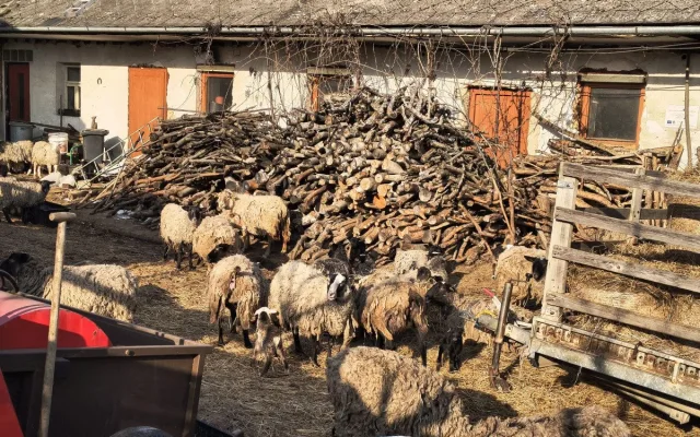 Rozkládající se mrtvá jehňata, desítky trpících ovcí. Inspektory šokoval chovetel z Křelova
