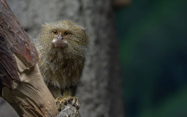 Pět gramů. V olomoucké zoo se narodila dvojčata nejmenších opic na světě