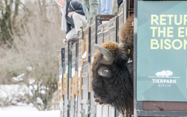 Tři zubří samice z olomoucké zoo podpoří na Kavkaze návrat tohoto druhu do volné přírody