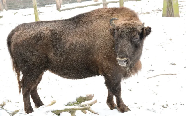 Tři zubří samice z olomoucké zoo podpoří na Kavkaze návrat tohoto druhu do volné přírody