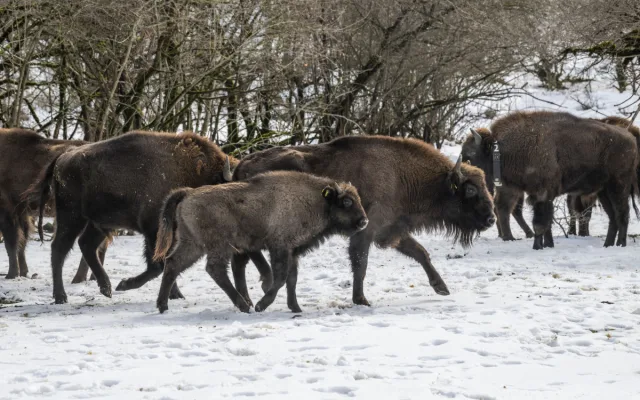 Tři zubří samice z olomoucké zoo podpoří na Kavkaze návrat tohoto druhu do volné přírody