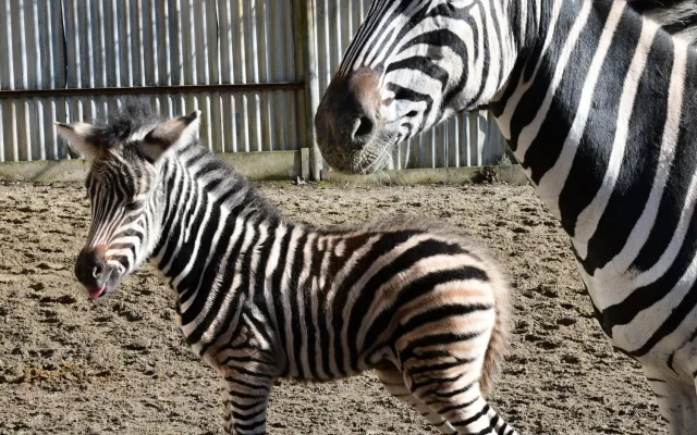Devět let čekání je u konce. Olomoucká zoo má nové zebří mládě