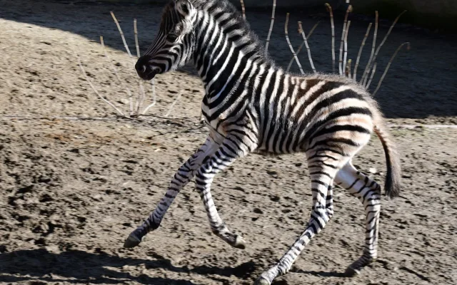 Devět let čekání je u konce. Olomoucká zoo má nové zebří mládě