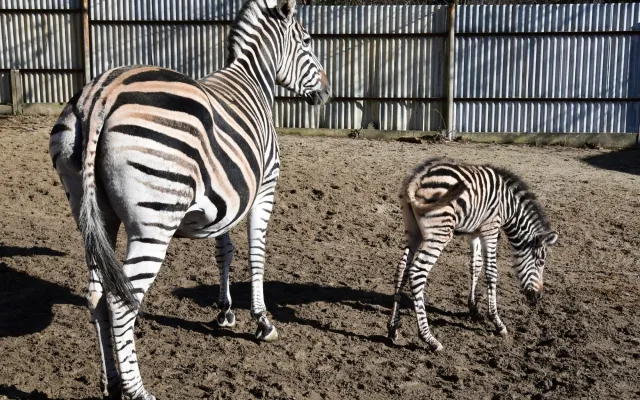 Devět let čekání je u konce. Olomoucká zoo má nové zebří mládě