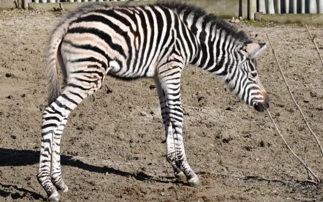 Devět let čekání je u konce. Olomoucká zoo má nové zebří mládě