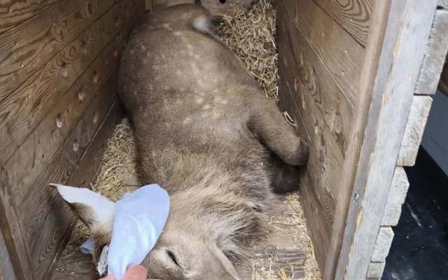 Parohy musely pryč. Jelen sika ze zoo Hluboká míří za novým stádem do Olomouce